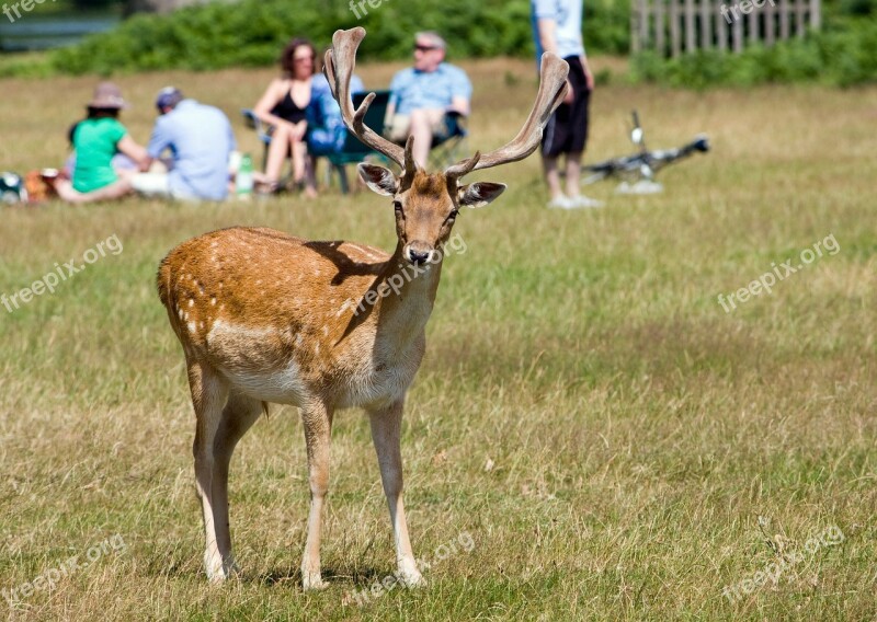 Deer Roe Deer Animal Wildlife Close-up