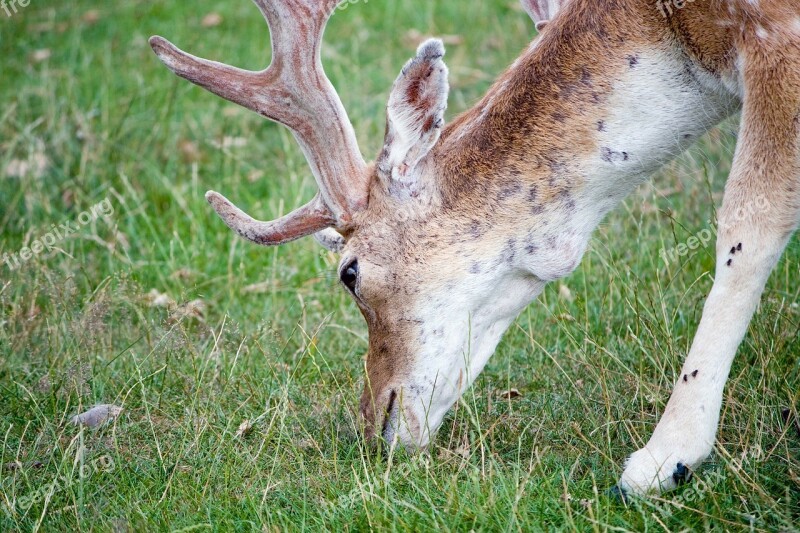 Deer Animal Wildlife Nature Close-up