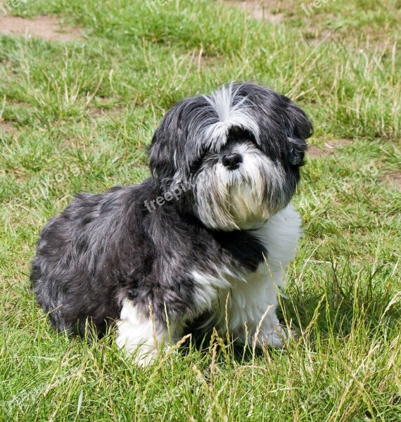 Dog Shih Tzu Cute Animal Pet