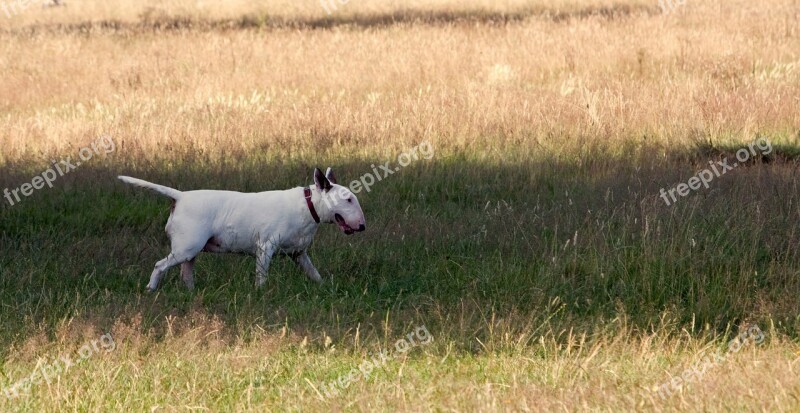 Bull Terrier Dog Terrier White English Bull Terrier