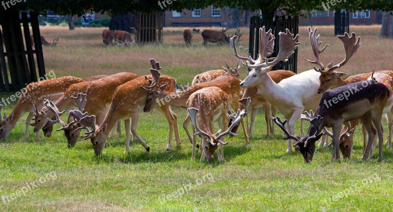 Deer Roe Deer Herd White White Stag