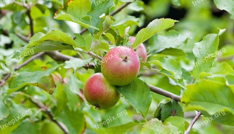 Apples Apple Fresh Tree Fruit