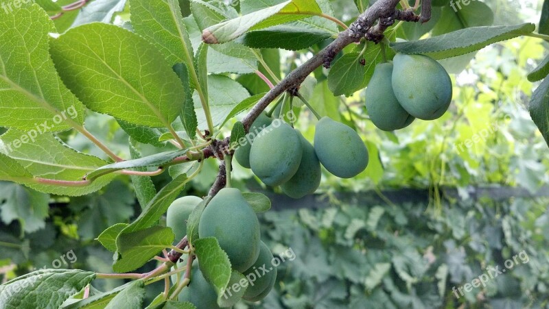 Cluster Prunes Fruit Green Food