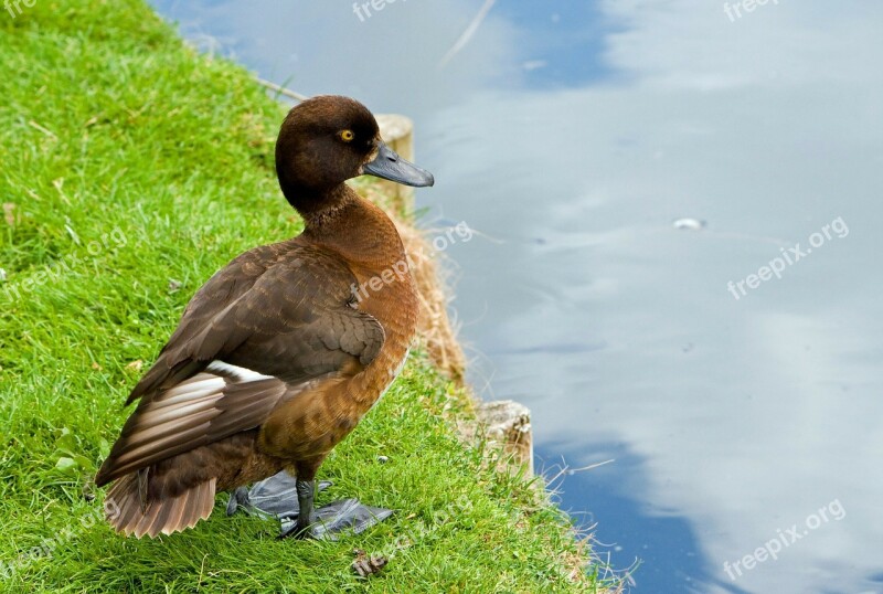 Duck Animal Bird Wildlife Portrait