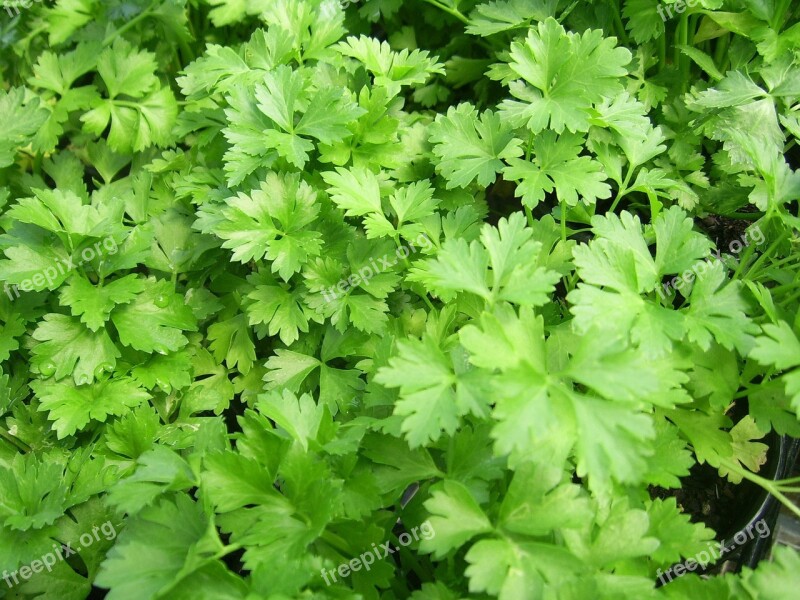 Parsley Flat-leaf Italian Cooking Green Healthy