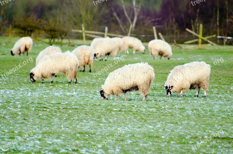 Sheep Farm Farming Group Spring