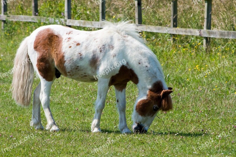 Horse Pony Grazing Pretty Equine