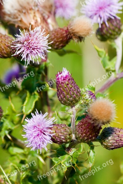 Thistle Thistles Flower Flowers Thistle Flowers