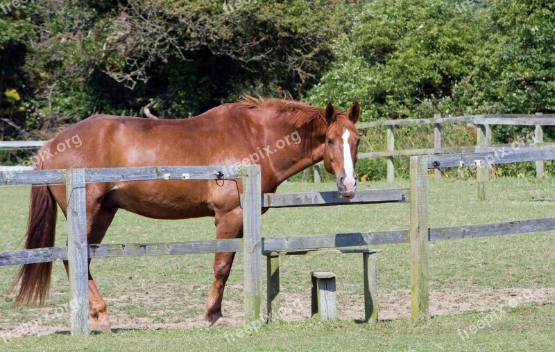 Horse Chestnut Horse Chestnut Equine Animal