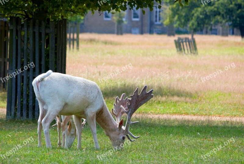 White Deer Stage Male Hart