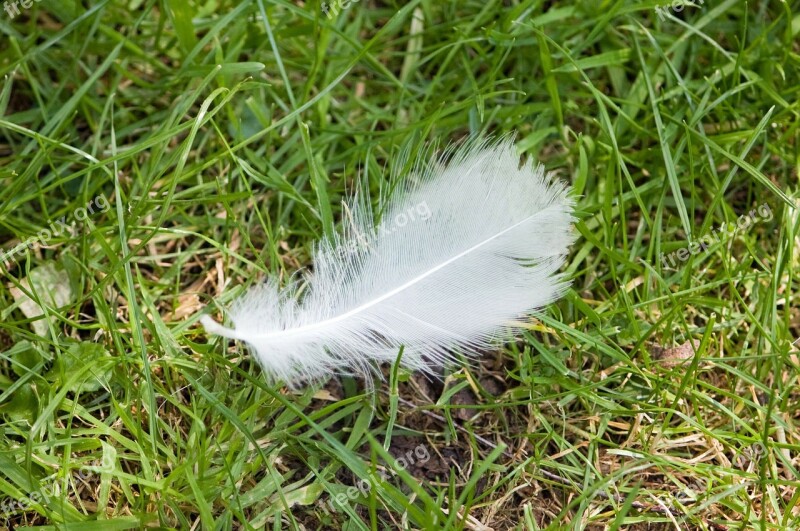 Feather White Lucky Grass Outdoors