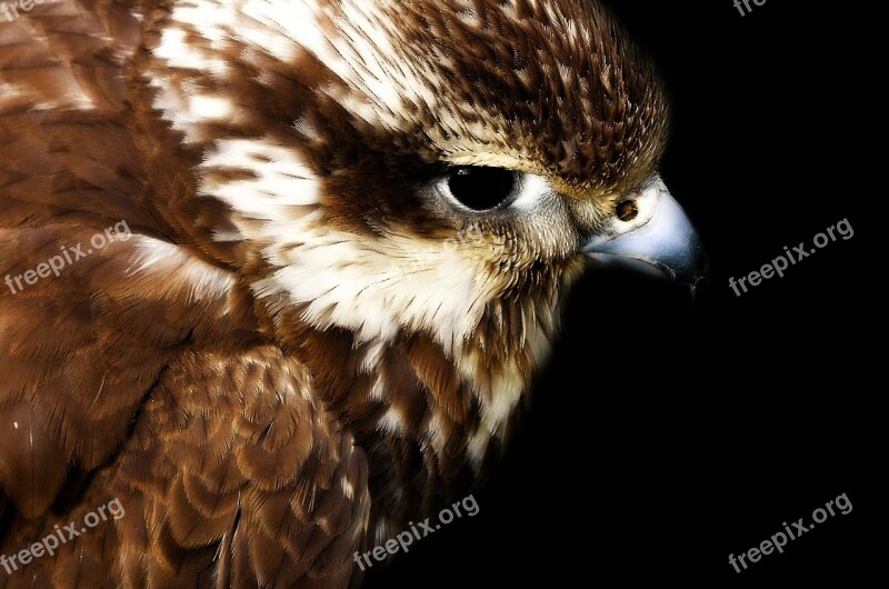 Hawk Head Young Eye Gliding