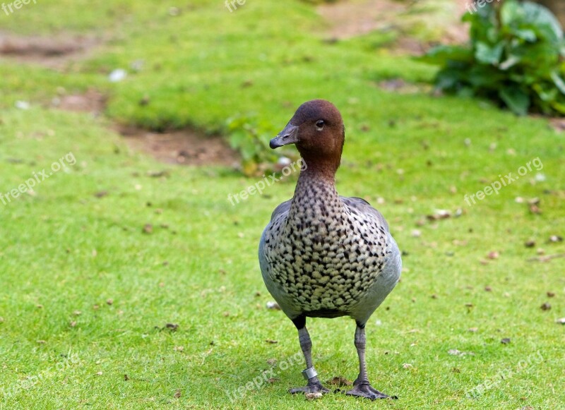 Goose Duck Bird Animal Nature