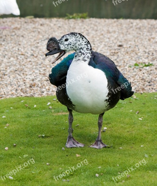 Duck Knob-billed Knob-billed Duck Colorful Beautiful