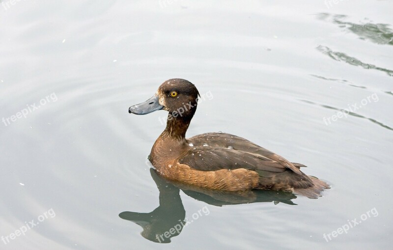 Duck Brown Bird Pretty Animal