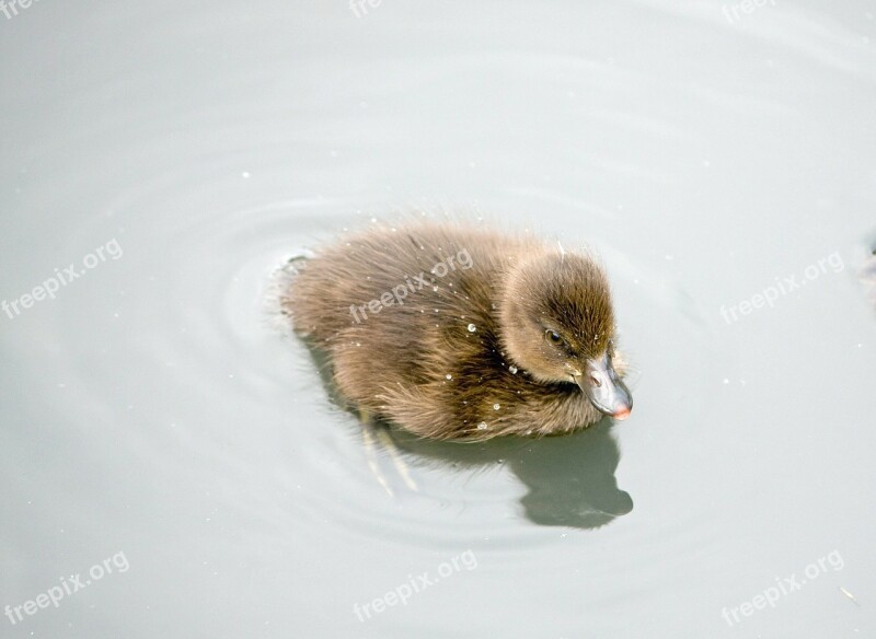 Duckling Duck Baby Duckling Cute Fluffy