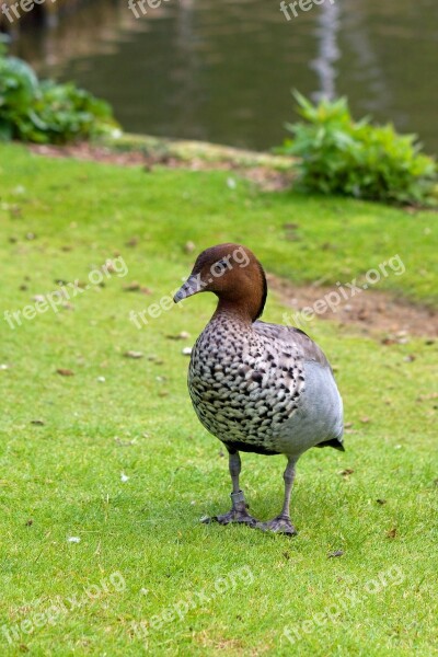 Goose Duck Bird Brown Animal