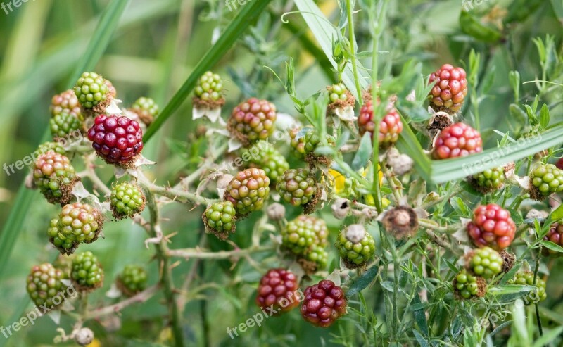 Unripened Blackberry Blackberries Bush Red