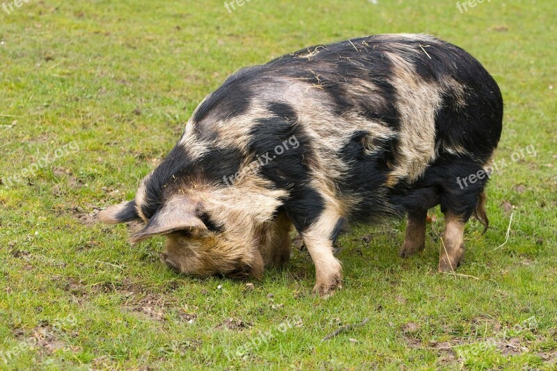 Pig Large Eating Grass Animal