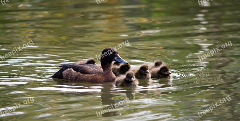 Duckling Ducklings Baby Ducklings Cute Fluffy