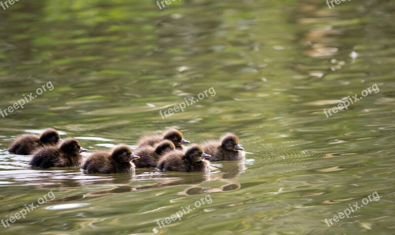 Ducklings Duckling Duck Ducks Pochard