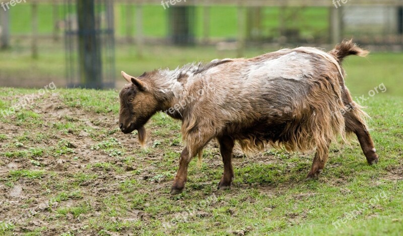 Goat Animal Shaggy Farm Animal Cute