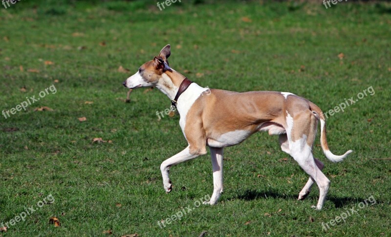 Whippet Hound Dog Canine Pet