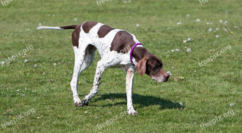 English Pointer Pointer Dog Hunting Canine