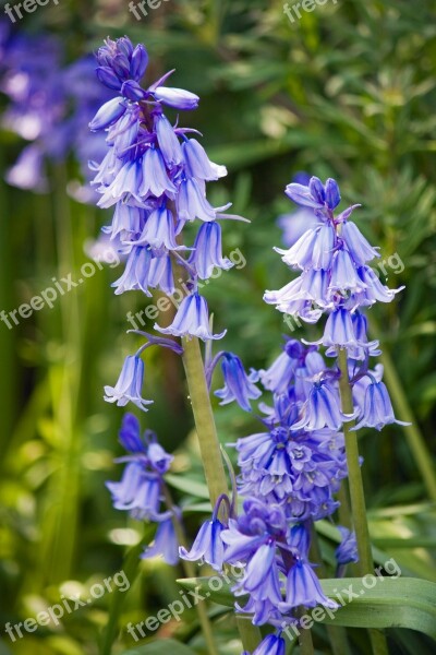 Bluebells Bluebell Flower Flowers Blue