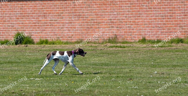 English Pointer Pointer Dog Hunting Canine