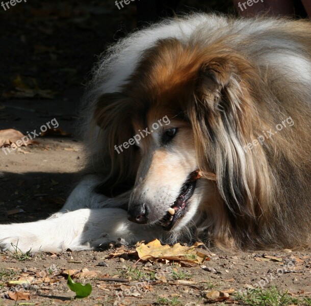 Rough Collie Collie Chewing Stick Close-up