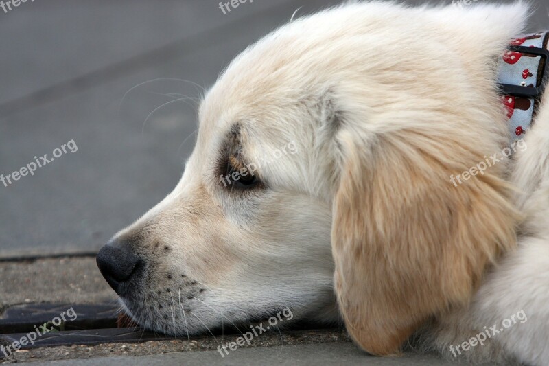 Golden Retriever Golden Retriever Puppy Pup