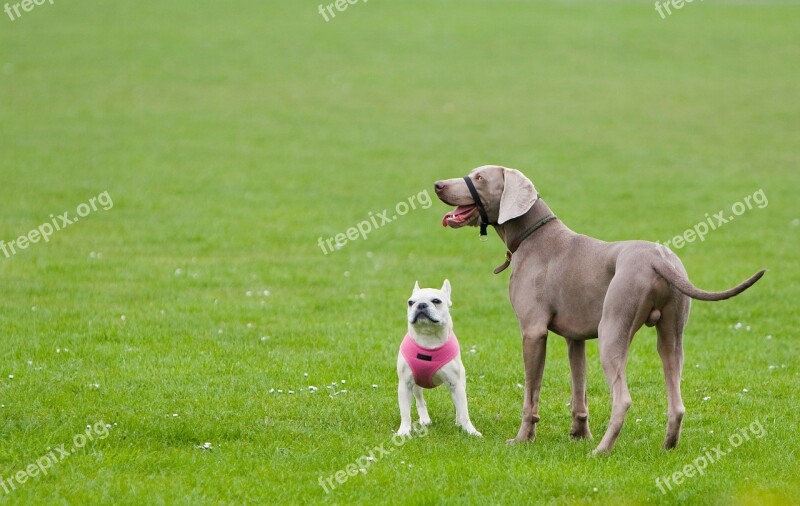 Weimaraner French Bulldog Bulldog Dog Dogs