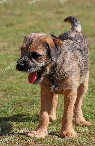 Border Terrier Terrier Puppy Pup Dog