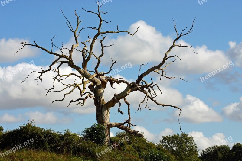 Tree One Dead Tree Blue Sky