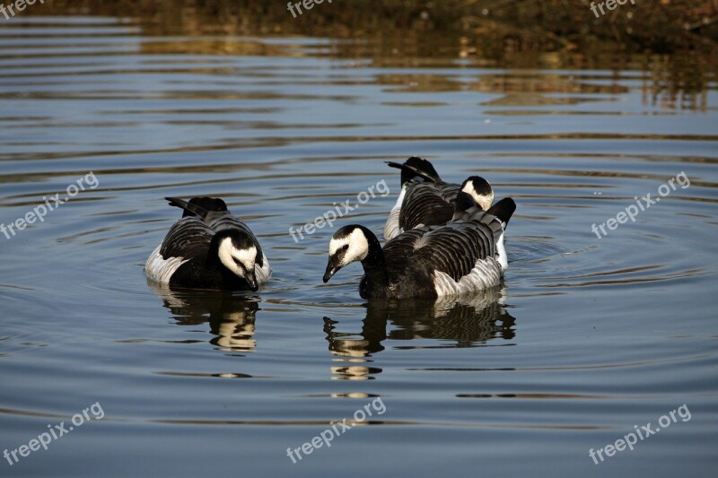 Geese Goose Bird Birds Animals