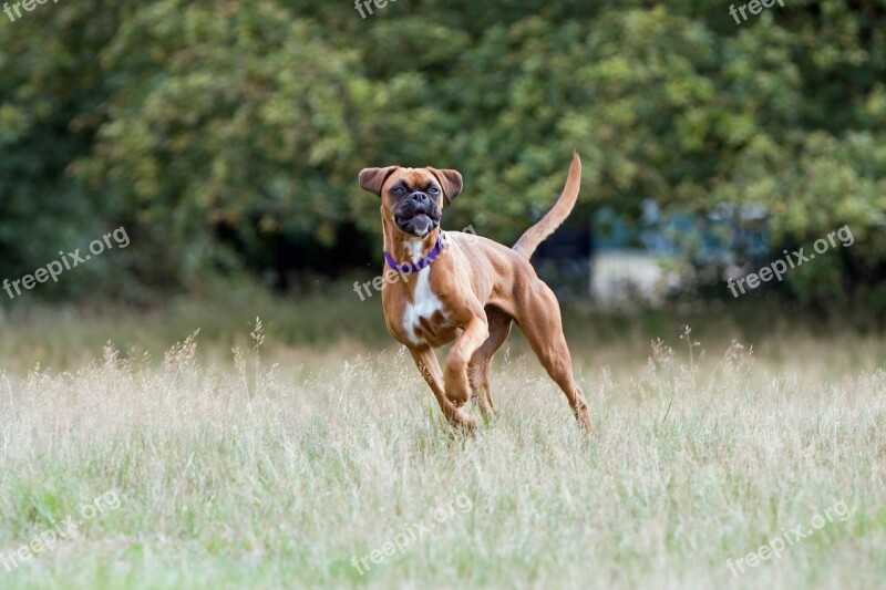 Boxer Dog Boxer Dog Cute Happy