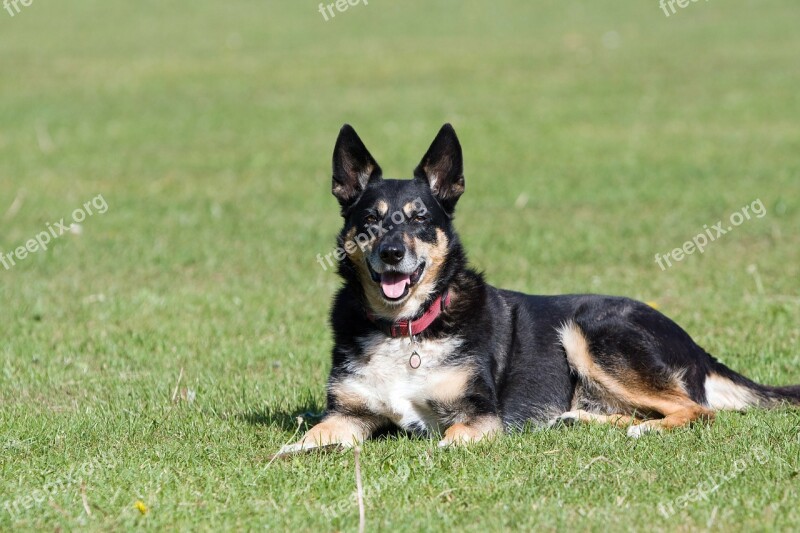 Dog Mongrel Mixed Breed Canine Pet