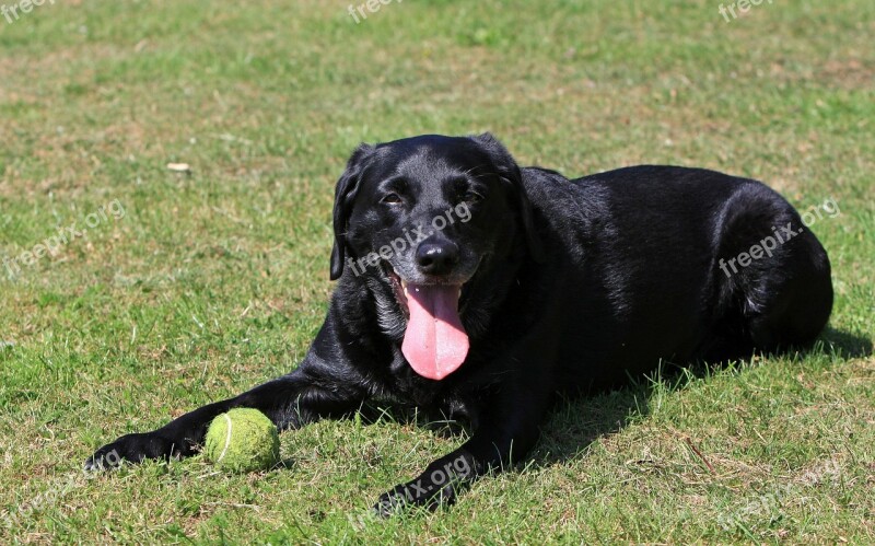 Labrador Labrador Retriever Dog Canine Pet