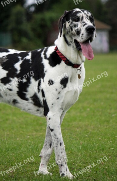 Great Dane Harlequin Dog Canine Pet