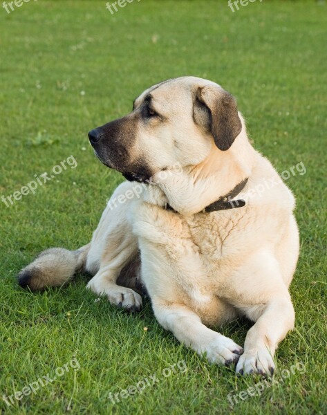 Anatolian Shepherd Anatolian Shepherd Dog Karabash Dog Animal