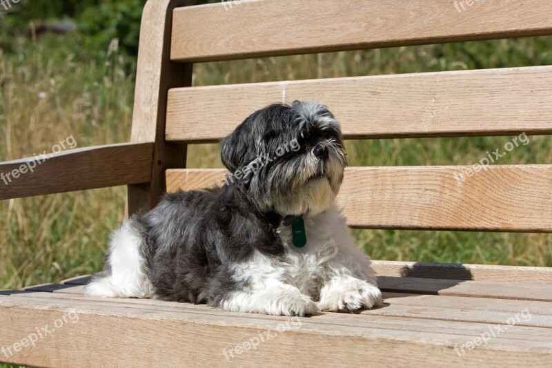 Shih Tzu Dog Laying Bench Seat