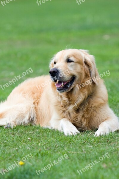 Golden Retriever Golden Retriever Dog Canine