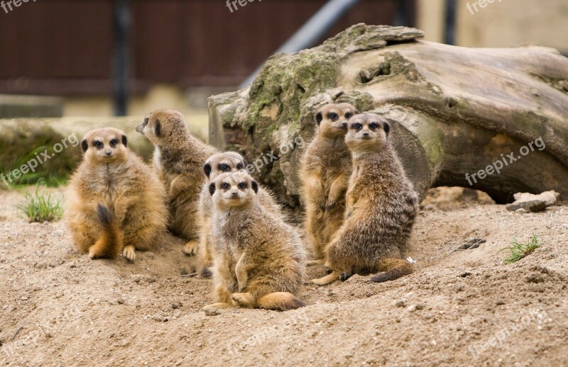 Meerkat Meerkats Family Group Animal