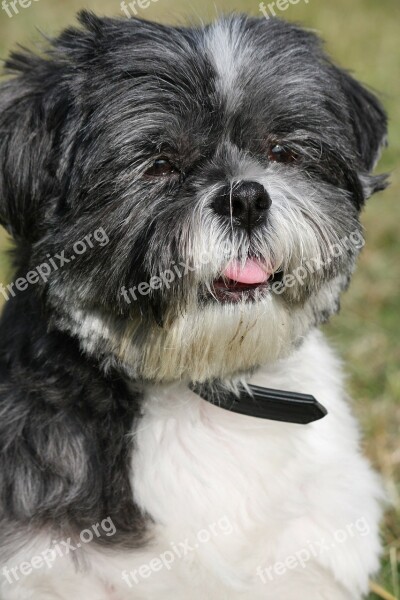 Shih Tzu Dog Cute Adorable Close-up