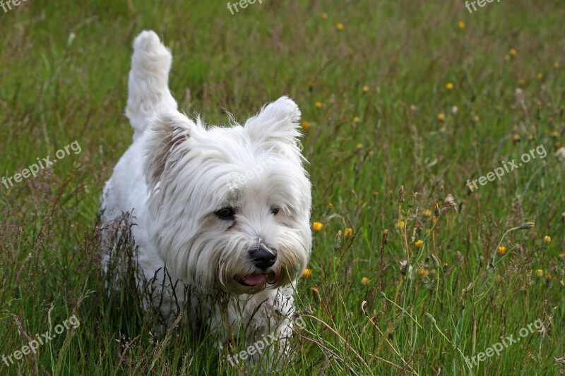 Westie Dog West Highland White Terrier West Highland Terrier Terrier