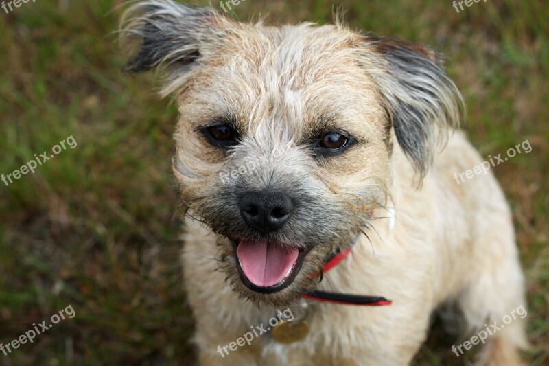 Border Terrier Terrier Dog Cute Adorable