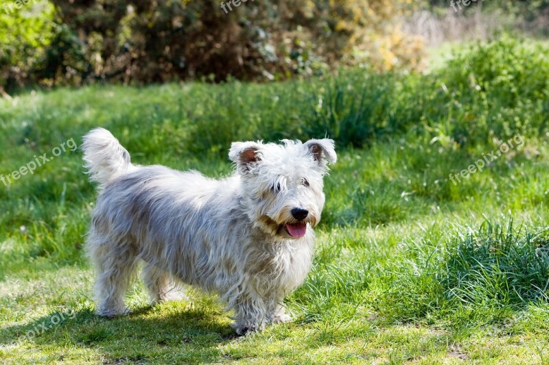 Dog Glen Of Imaal Terrier Terrier Glen Of Imaal Cute