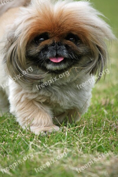 Pekingese Dog Cute Adorable Close-up