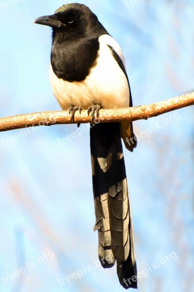 Bird Pica Pica Corvidae Birds Champaign